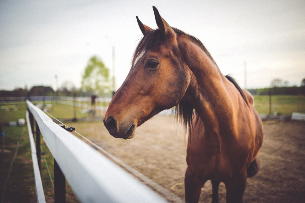 cabeca-de-cavalo-close-up